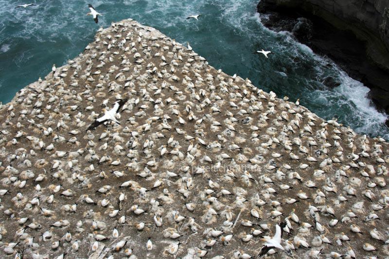 Tölpelkolonie am Muriwai Beach bei Auckland