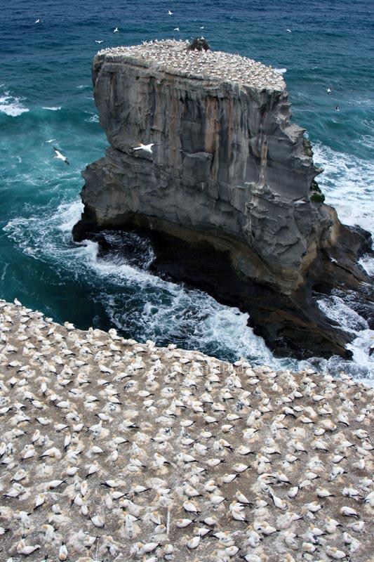 Tölpelkolonie am Muriwai Beach bei Auckland