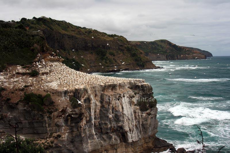 Tölpelkolonie am Muriwai Beach bei Auckland