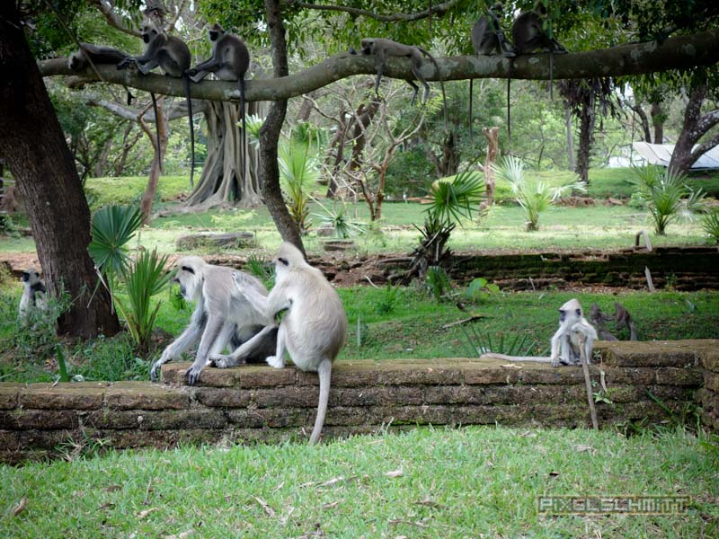 Polonnaruwa Sri Lanka