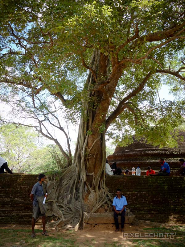 sri-lanka-fotos-polonnaruwa-7