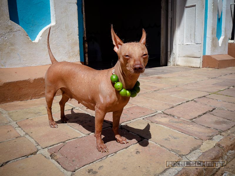 Hund in Trinidad